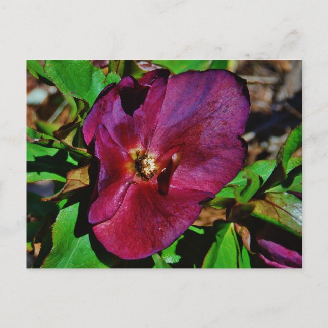 Burgundy Pink Lenten Rose Postcard (Front)