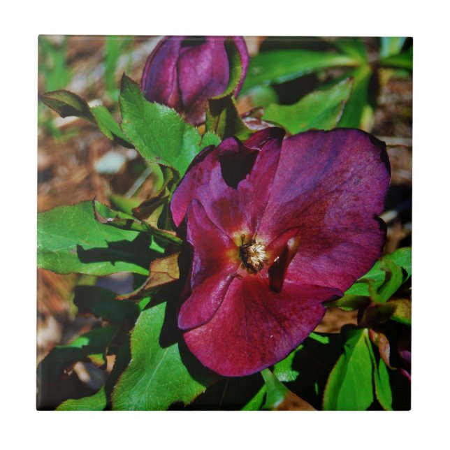 Burgundy Pink Lenten Rose Tile (Front)