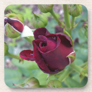 Burgundy rose after rain coaster