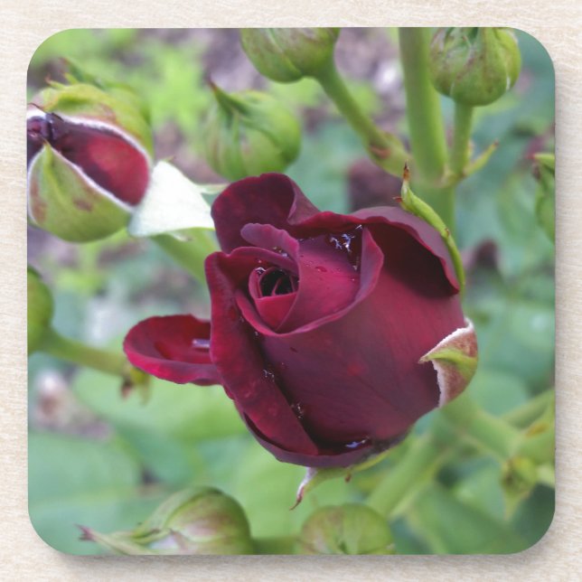 Burgundy rose after rain coaster (Front)