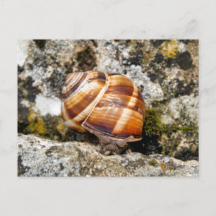 Burgundy snail  postcard