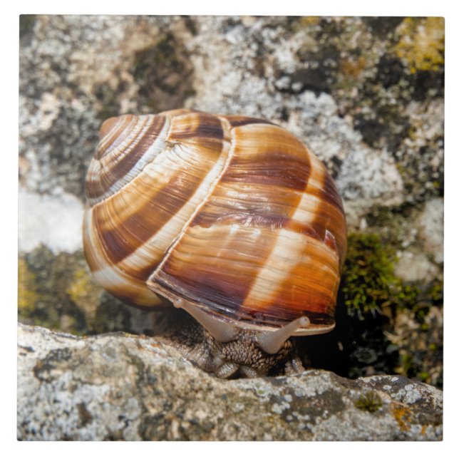 Burgundy snail  tile (Front)