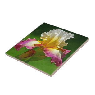 "BURGUNDY, YELLOW AND WHITE IRIS" TILE