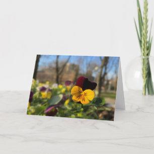 Burgundy yellow pansy card
