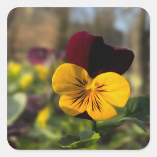 Burgundy yellow pansy square sticker