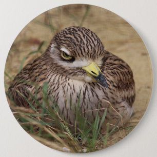 Burhinus oedicnemus 6 cm round badge