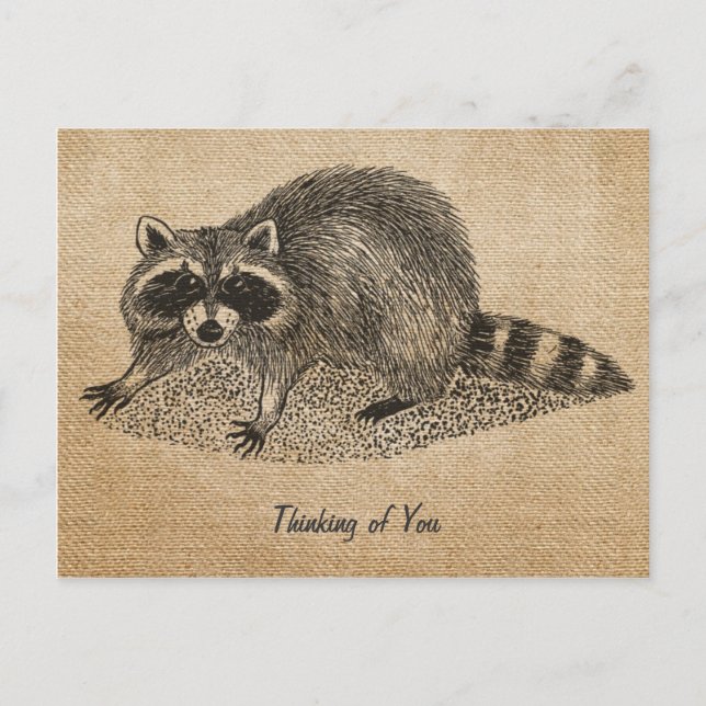 Burlap Vintage Racoon Postcard (Front)