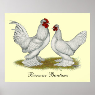 Burmese Bantams Poster