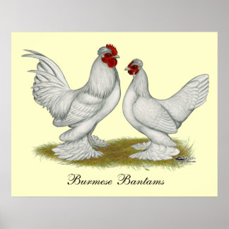 Burmese Bantams Poster