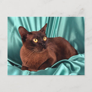 Burmese, brown postcard