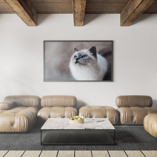 Burmese Cat with Stunning Blue Eyes Poster