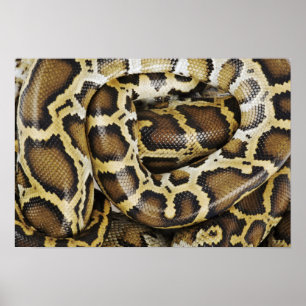 Burmese python poster