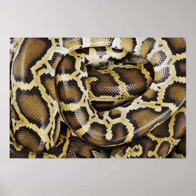 Burmese python poster (Front)