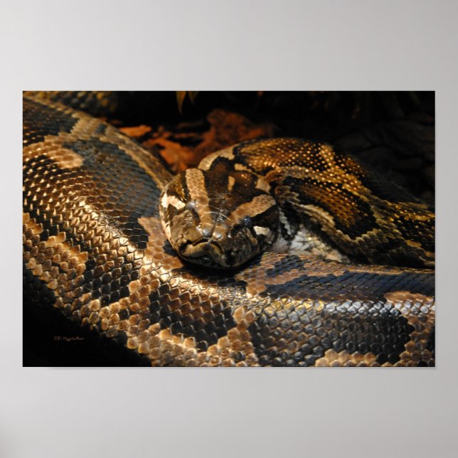 Burmese Python Poster (Front)