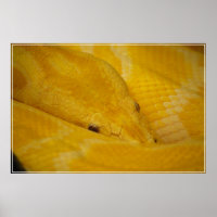 Burmese Python