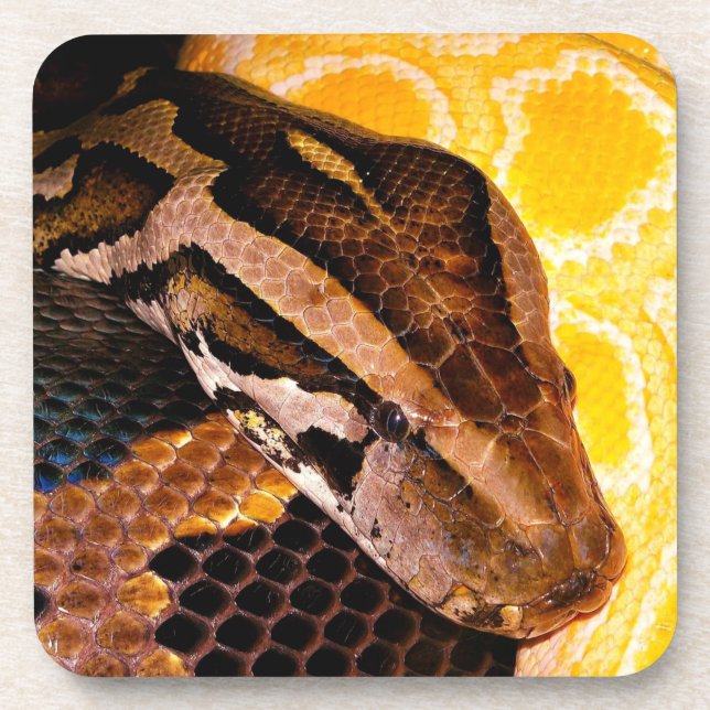 Burmese Python Snake Coaster (Front)