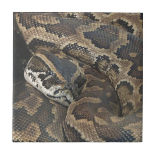 Burmese Python Tile