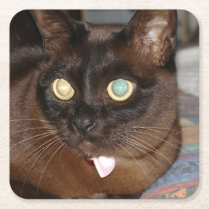 Burmese sable square paper coaster