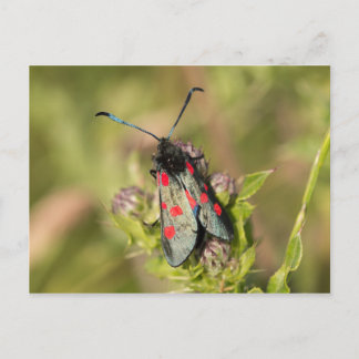 Burnet Moth Postcard
