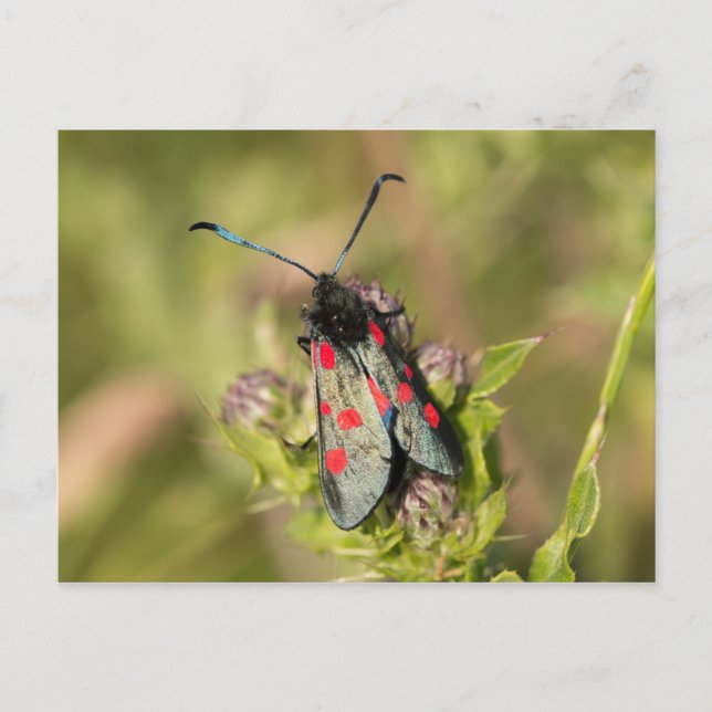 Burnet Moth Postcard (Front)