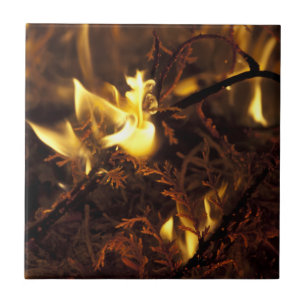 Burning Branches Tile