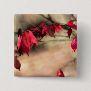 Burning Bush Autumn Foliage - Euonymus alatus 15 Cm Square Badge