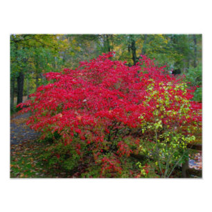 Burning Bush Photo Print