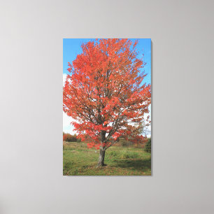 Burning red maple tree in the fall canvas print