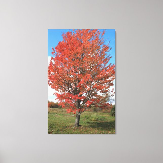 Burning red maple tree in the fall canvas print (Front)