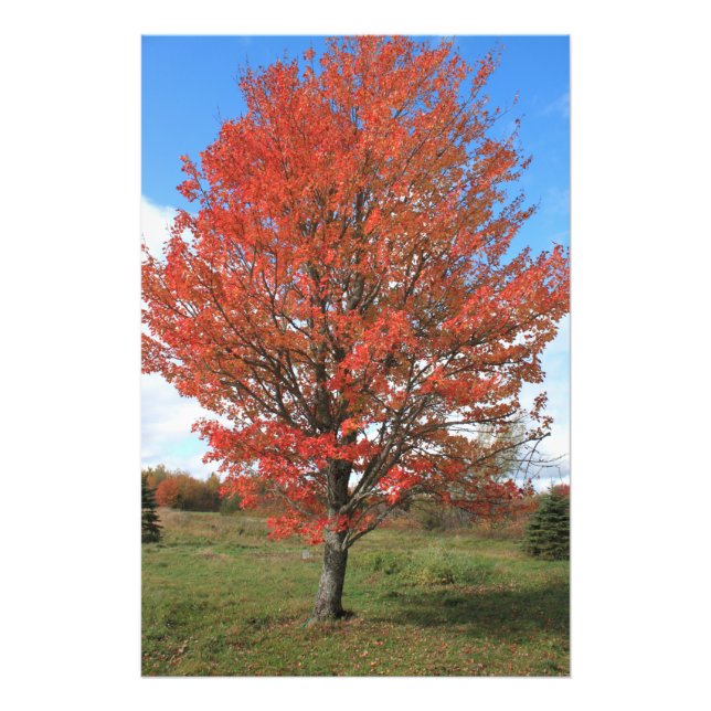 Burning red maple tree in the fall photo print (Front)