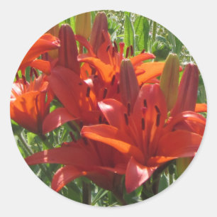 Burnt Orange Asiatic Lilies, Classic Round Sticker