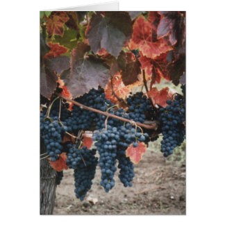 Burnt Red Leaves & Grapes