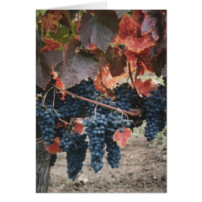 Burnt Red Leaves & Grapes (Front)