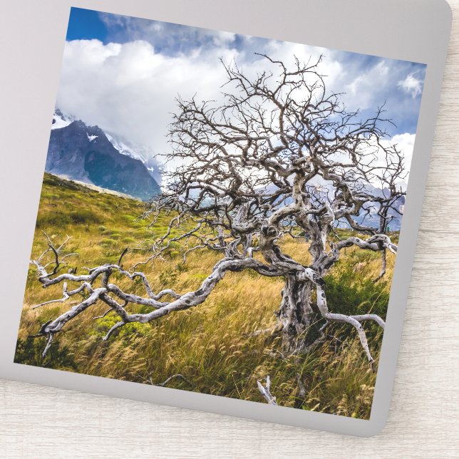 Burnt tree, Torres del Paine, Chile (Detail)