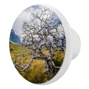 Burnt tree, Torres del Paine, Chile Ceramic Knob