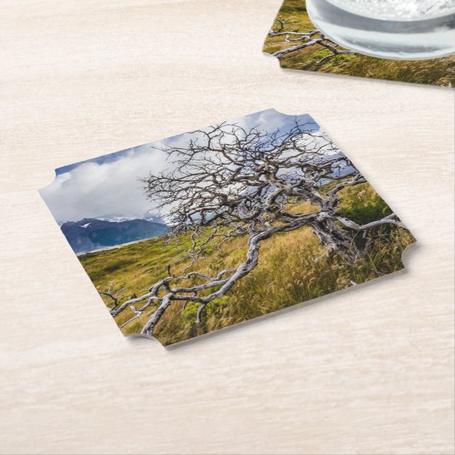 Burnt tree, Torres del Paine, Chile Paper Coaster (Angled)