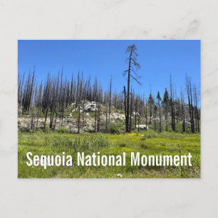 Burnt Trees at Sequoia National Forest Postcard