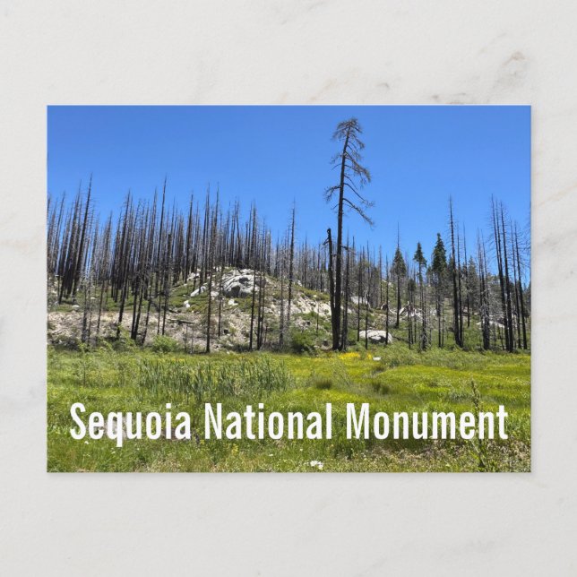 Burnt Trees at Sequoia National Forest Postcard (Front)