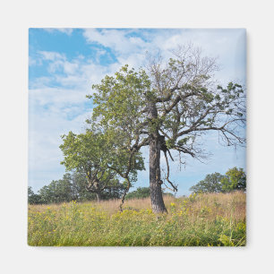 Burr Oak Trees and Prairie Magnet