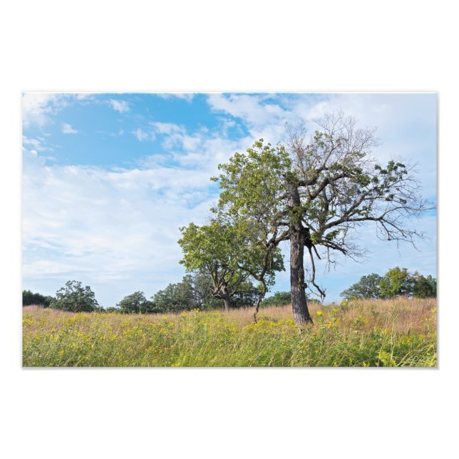 Burr Oak Trees and Prairie Photo Print (Front)