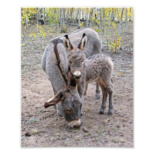 Burro and Baby Photo Print