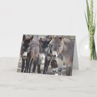 Burro Greeting Card