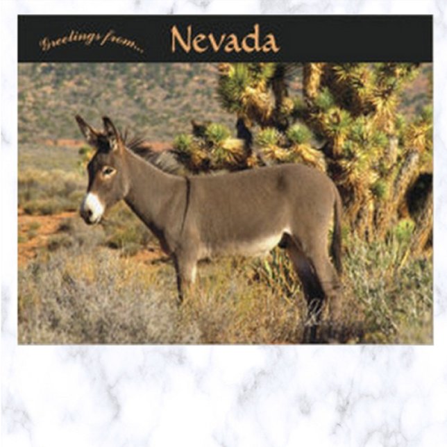 Burro in Nevada Postcard (Creator Uploaded)