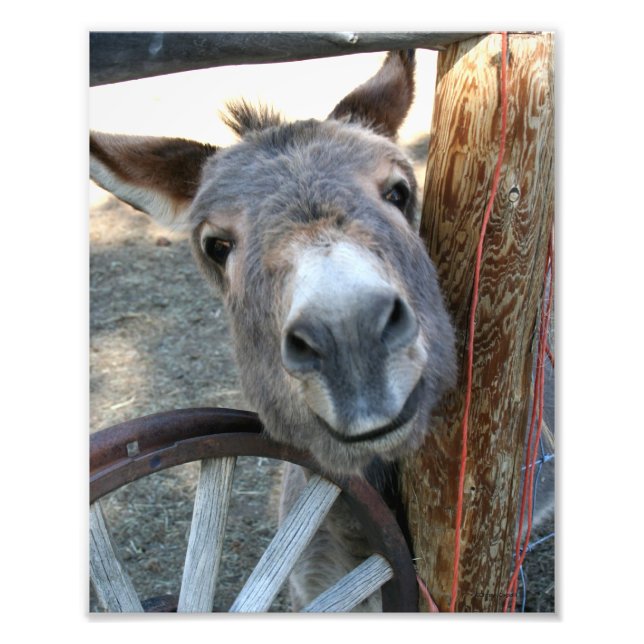 Burro Over Wagon Wheel 8x10 Photo Print (Front)