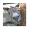 Burro Over Wagon Wheel square magnet