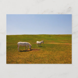 Burros, Custer State Park, South Dakota Postcard
