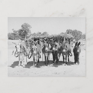 Burros Postcard