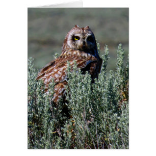 Burrowing Owl