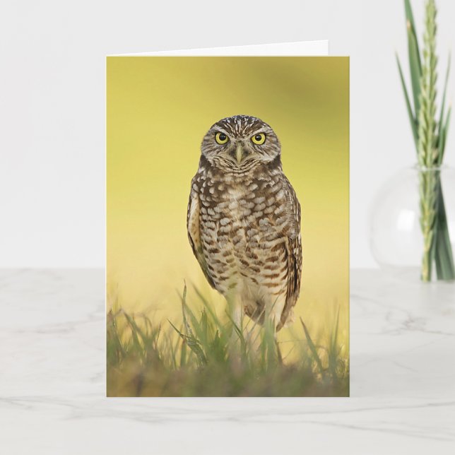 Burrowing Owl at Sunset Greeting Card (Front)