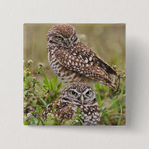 Burrowing Owl, Athene cunicularia, Cape Coral, 15 Cm Square Badge